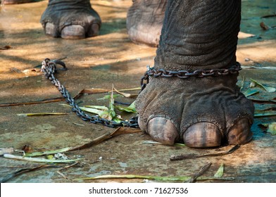 Elephant Chained