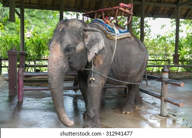 An Elephant Chained In Zoo