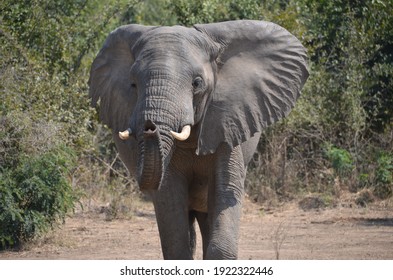 Elephant Charging With Trunk Up