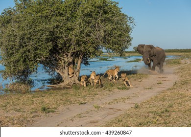 Elephant chases six lions away from tree - Powered by Shutterstock