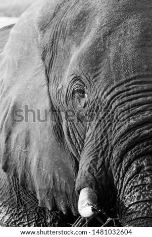 Similar – Image, Stock Photo pachyderms Leather Animal