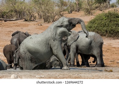 Elephant in the Chobe NP, Botswana