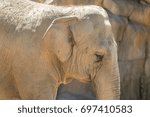 Elephant close up