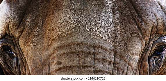 Elephant close up