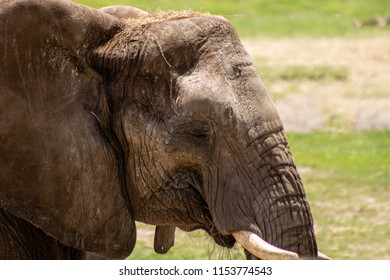 Elephant close up