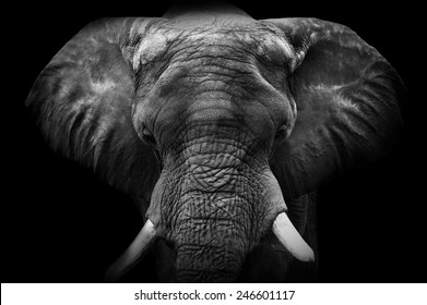 Elephant Close Up