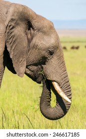 Elephant Close Up