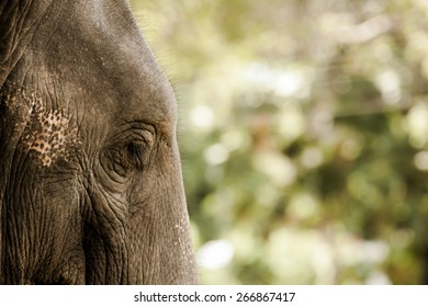 Elephant Close Up