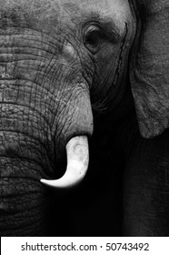 Elephant Close Up