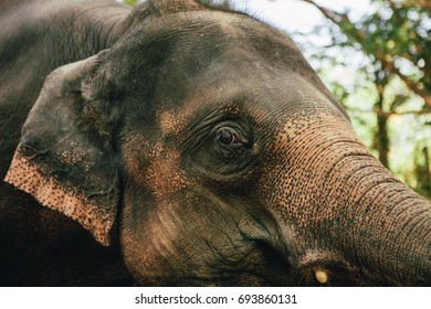 Elephant Close Up