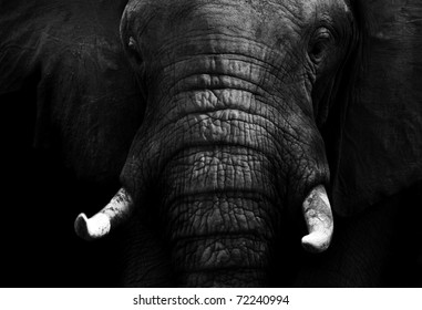 Elephant close up - Powered by Shutterstock