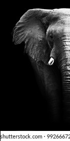 Elephant Close Up