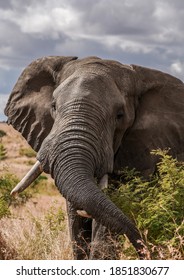 Elephant Close Up In Kruger National Park, South Africa.