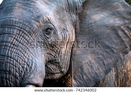 Elephant Close Up and Personal