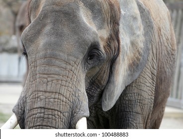 elephant closeup