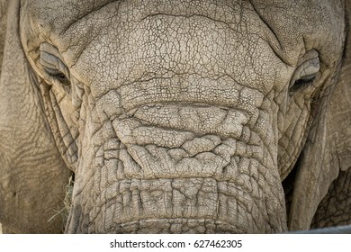 Elephant close-up.