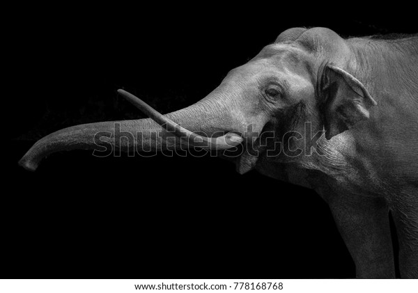 An elephant close-up