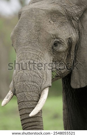 Similar – two elephants in Aberdare National Park in Kenya