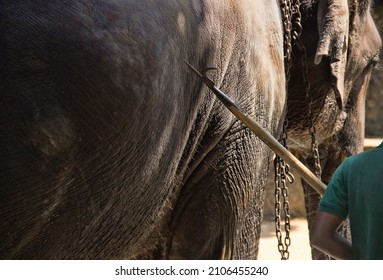 Elephant control. The elephant handler (mahout) and his bine - drive urge in the form of a pointed hook (because thickskin)