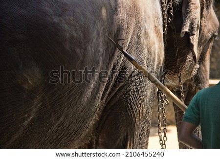 Elephant control. The elephant handler (mahout) and his bine - drive urge in the form of a pointed hook (because thickskin)