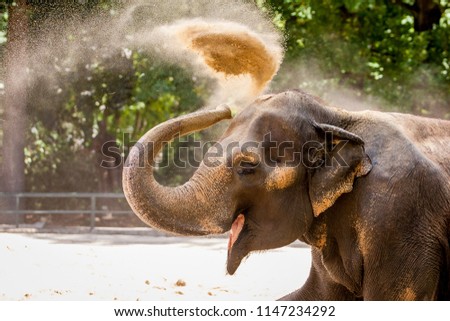 An elephant is cooling itself with the sand