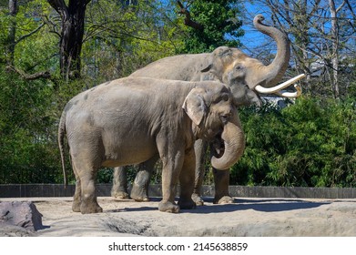 Elephant Couple In Berlin Zoo