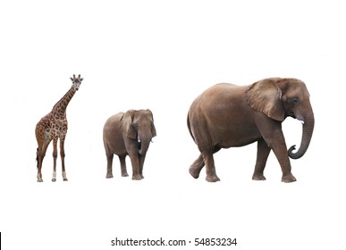 Elephant Cow With Baby Elephant And Giraffes On White Background