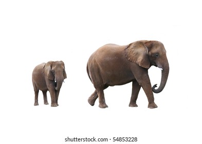 Elephant Cow With Baby Elephant On White Background