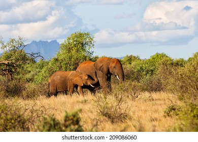 Elephant Cow With Daughter In The Bushes Of Samburu National Reserve, Kenya