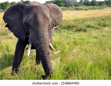 An Elephant Cowherd Matriarch In North Western Zimbabwe. 