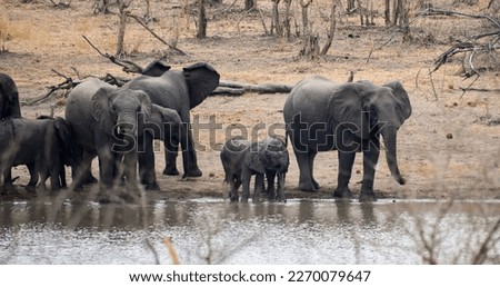 Elephant cows and calves drinking at one of the few natural springs in the Mozambique bush 