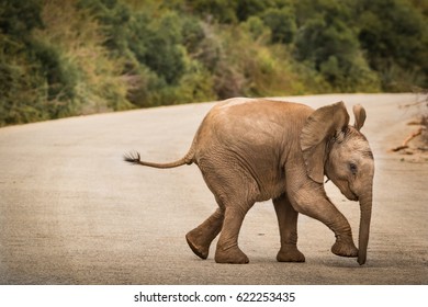 Elephant Cub