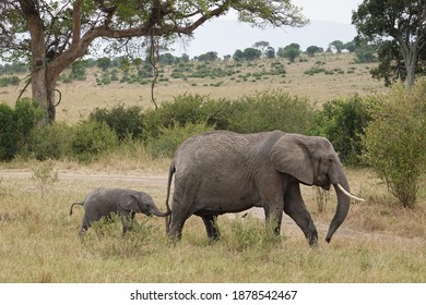 Elephant Cub Baby In Africa Safari