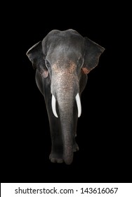 Elephant with Dark Background