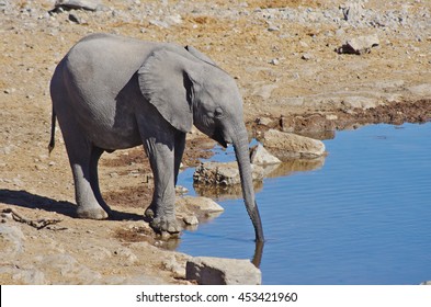 Elephant drinking - Powered by Shutterstock