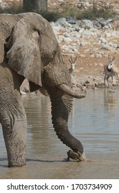 Elephant drinking African in Etosha Namibia National Park