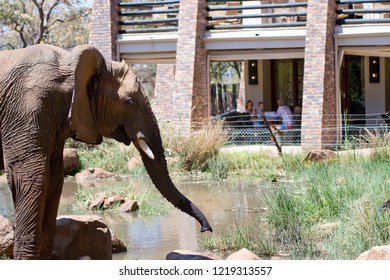 Elephant drinking outside accommodation