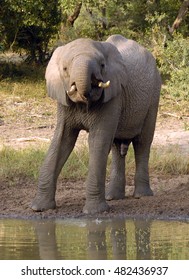 Elephant Drinking, Phinda Private Game Reserve, South Africa