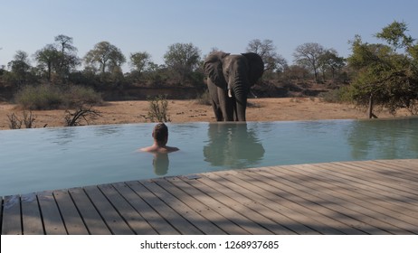 Elephant Drinking At The Pool Of Safari Camp And Luxury Lodge In Kruger National Park, Timabavati Region In South Africa