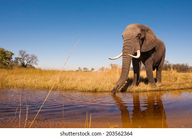 Elephant Drinking Water