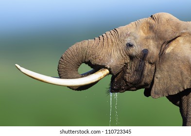 Elephant drinking water close-up - Addo National Park