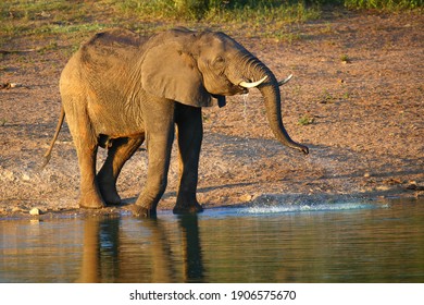 Elephant drinking water from a dam and covering itself in mud, Kruger National Park, South Africa