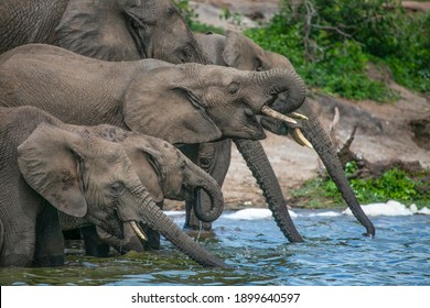 Elephant drinking water on the banks of a river in Africa