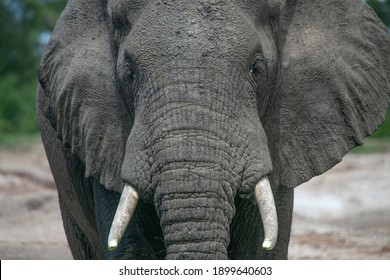 681,172 Elephants Images, Stock Photos & Vectors 