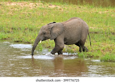 Elephant drinking the water of the swamp