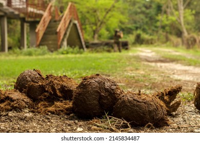 Elephant dung on road to garumara National park, west Bengal, India. Selective focus.