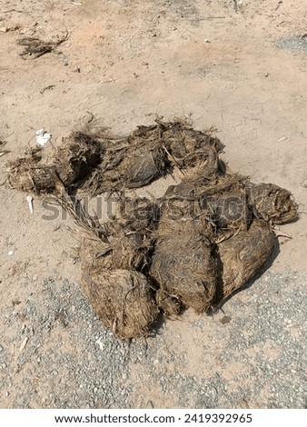 Elephant Dung, Elephant Pooping, Elephant constipating
