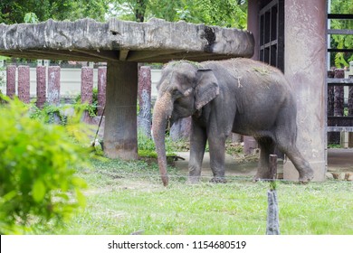 Elephant In Dusit Zoo, Thailand.