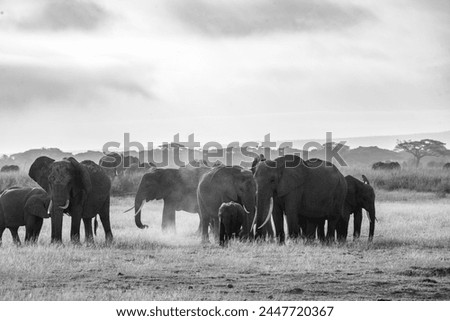 Similar – Herd of African elephants walking in Namibian landscape