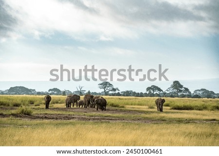 Elephant in the dust powder in Amboseli national park kenya